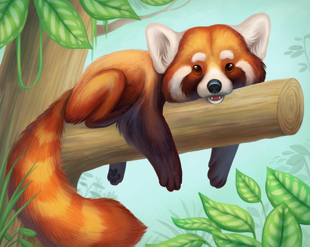 Roter panda