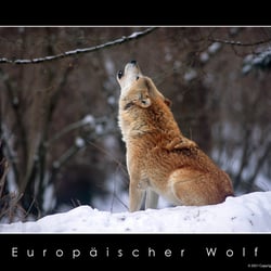 Europäische Wolf