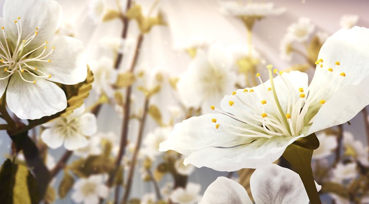 3D Cherry Blossom