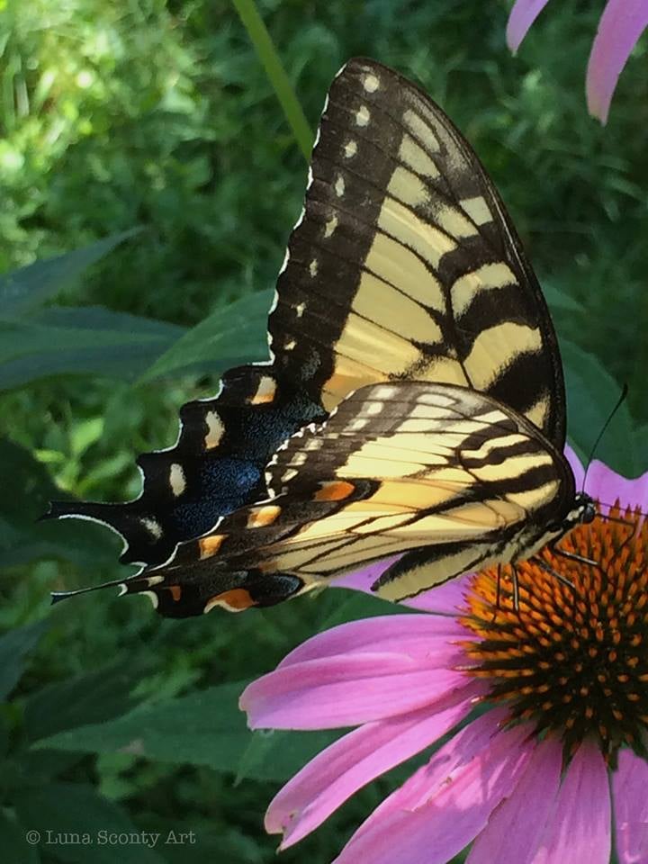 Nature photography