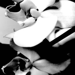 Flower Power / 2022