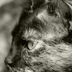 7291 Katze