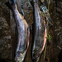 Questerfisch Mariazell