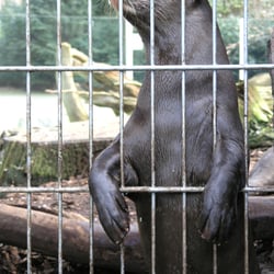 Riesenotter, Zoo Dortmund