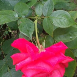 Natur 2012 Blumen Rosen