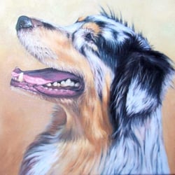 Australian Shepherd, Öl auf Leinwand