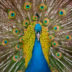 Tierfotografie in freier Natur
