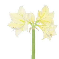 Ritterstern, Amaryllis