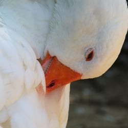 Gans.