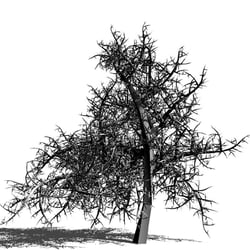 Dornbusch