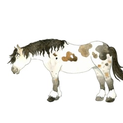 Pferd