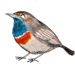 blaukehlchen2