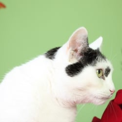 Bastet the Beauty Cat 30. Okt. 2012