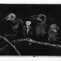 crows (aquatinta)