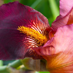 Iris red