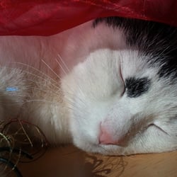 Bastet Experience in RED