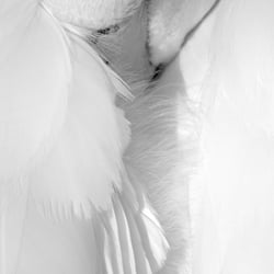 Schwan