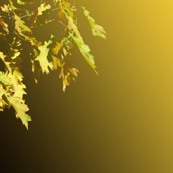 Eichenlaub im Sonnenlicht