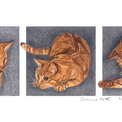 3er Katze