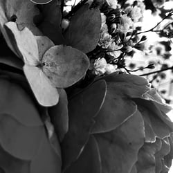 Flower Power / 2022
