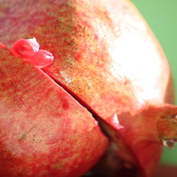 Granatapfel November 2012