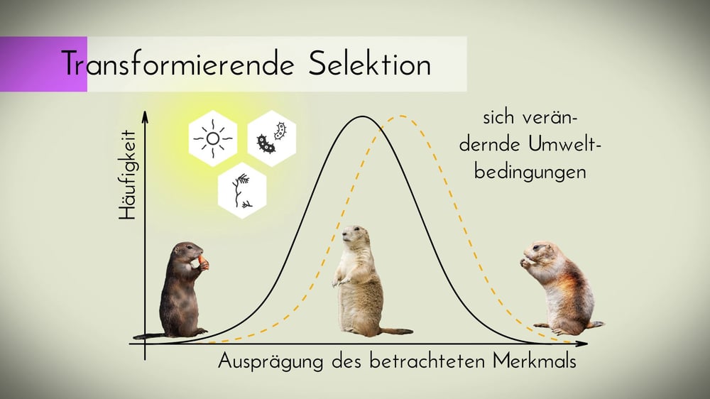 Still aus der Produktion „Evolutionsfaktoren”