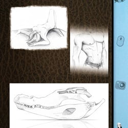 Ilustración. Anatomía