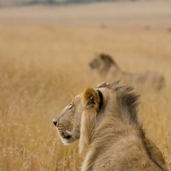 masaai mara33