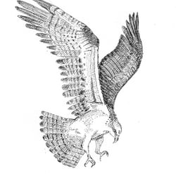 Adler