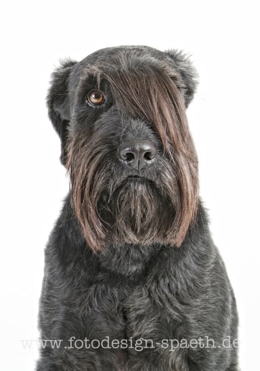 Schwarzer Schnautzer
