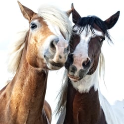 Pferdeduo