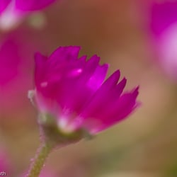 Blumenbild (49 von 60)