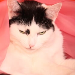 Bastet the Cat 2012 Teil 03