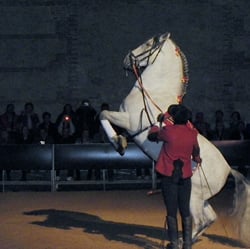 Levade, span. Reitschule
