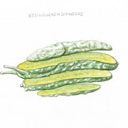 Essiggurken-Schnecke