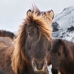iceland horses
