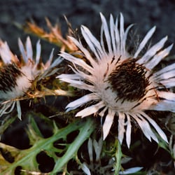 Mariendistel