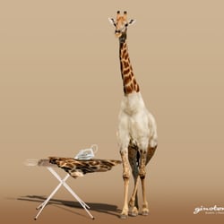 Bügeltag bei Giraffes