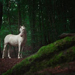 Tierfotografie StephanieBaer  0008