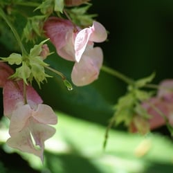 Wilde schöne Blume