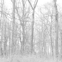 Wald 7