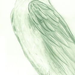 Feldadler || Bleistift