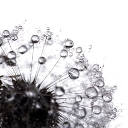 Pusteblume 1