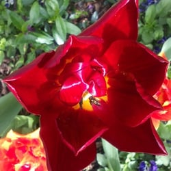Flowers 13