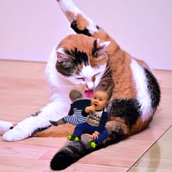 Katze Nixe