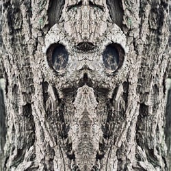 Spiegelbild
