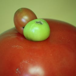 Tomate mit Zwilling / e No. 01