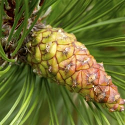 pine cone