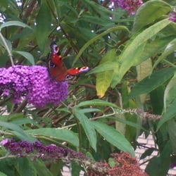 Natur 2012 Blumen Schmetterlinge