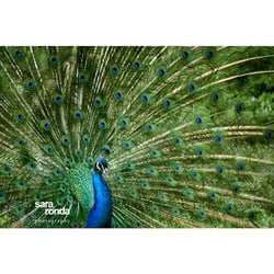 Pfau auf dem Filerimos-Berg, Rhodos, Griechenland